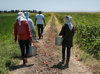 Агровиробник офіційно працевлаштував менше ніж 50% працівників