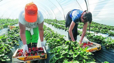 Як вберегти сезонних працівників сільського господарства від COVID-19 — настанови МОП