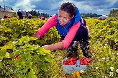 Як оформлювати сезонних та тимчасових працівників у фермерському господарстві — роз'яснення Держпраці