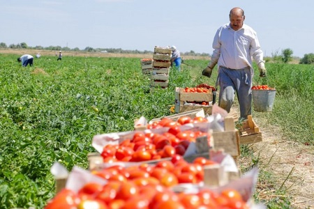 Скільки коштуватимуть кавуни і томати, зібрані неоформленими працівниками