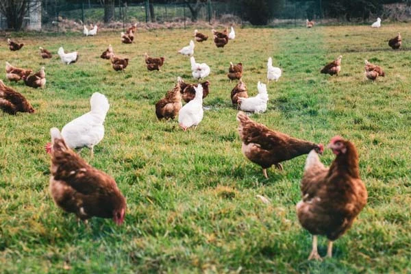 Інспектори Держпраці разом з місцевими журналістами змусили підприємця офіційно оформити працівників